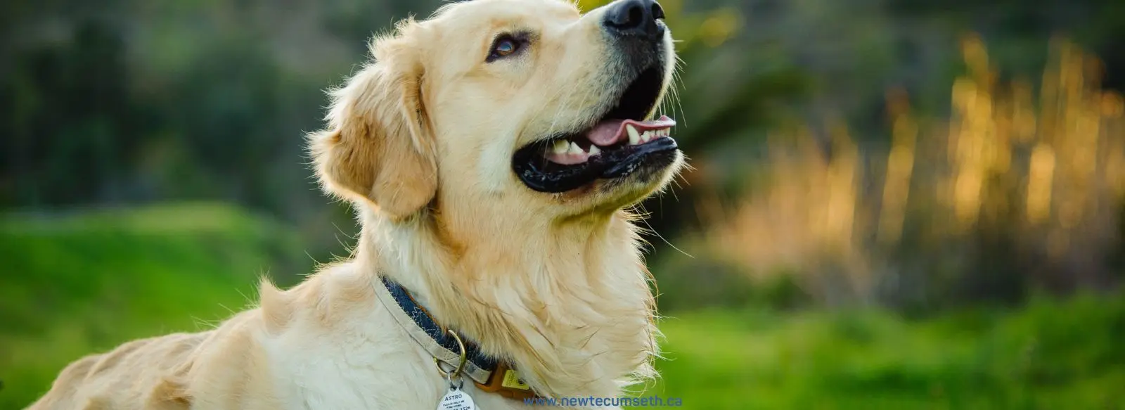 A joyful Golden Retriever with a shiny coat and a collar sits on lush green grass, looking upwards. The warm sunlight creates a serene background.